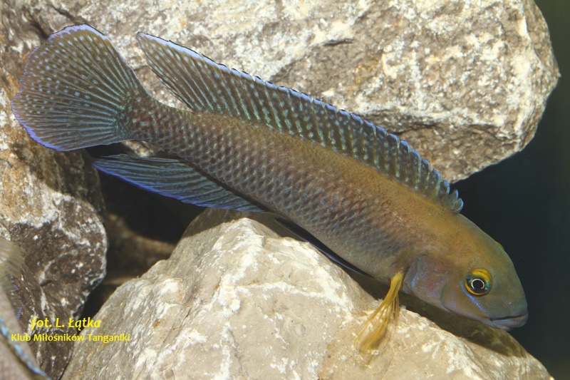 Chalinochromis cyanophleps 'Kipili'